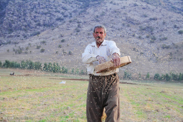 برنامه‌ریزی برای تأمین بذر کشاورزان اردبیل در شرایط خشکسالی