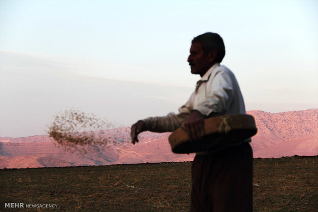 کشت گندم در ۱۵۱ هزار هکتاراز اراضی خراسان شمالی انجام می شود