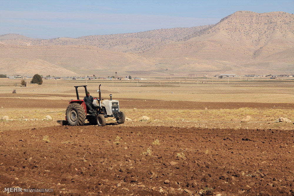 گندم‌کاران بوشهری چشم‌انتظار باران/پیش‌بینی افزایش ۲ برابری تولید