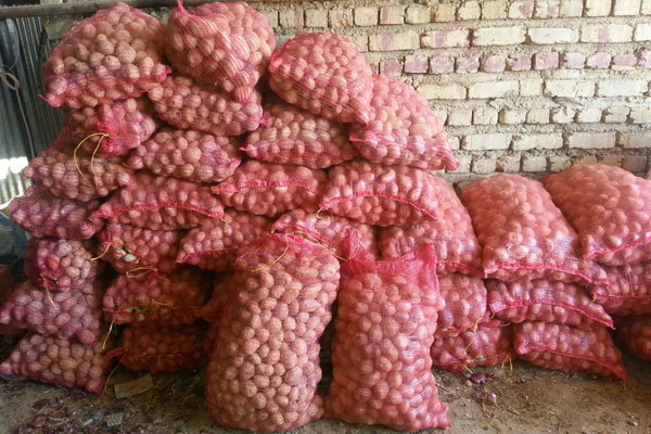 سیب‌زمینی صادراتی گلستان تحویل تاجر قزاق نشده است