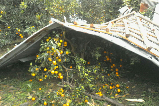 ۴۰۰ درخت براثر طوفان در کردکوی قطع شد