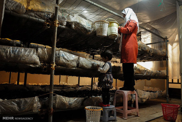 قارچ های طيبه