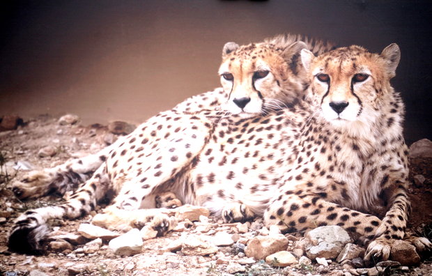 Last surviving Asiatic cheetahs to undergo artificial insemination