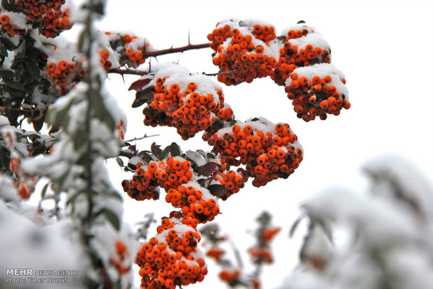 Snow fall in Ardebil