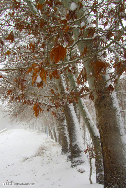 Shahroud under snow