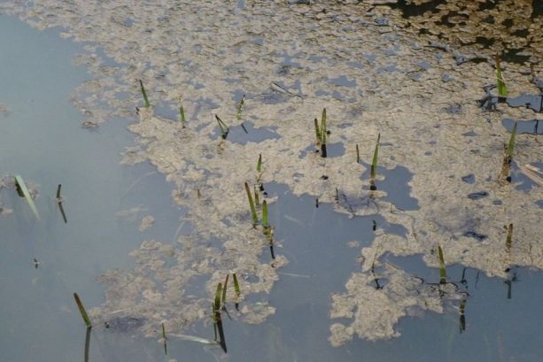 Nanocatalyst helps remove organic water pollutants under sunlight