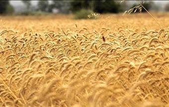 خوداتکایی ۸۵ درصدی در تولید گندم/واردات ۶۰ هزار تن کود شیمیایی