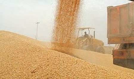خرید گندم از کشاورزان در استان زنجان شروع شد/افزایش تولید گندم
