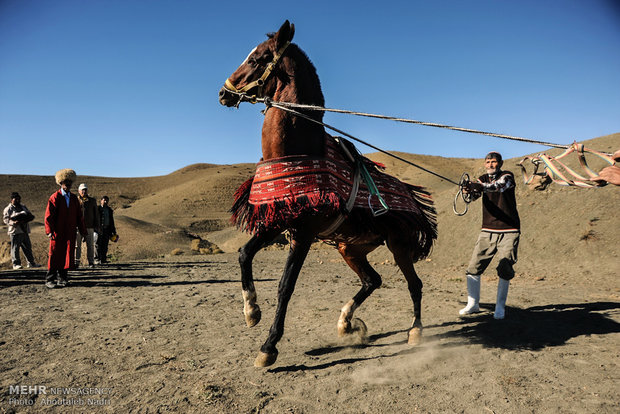 الخيل التركماني الاصيل