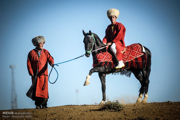 الخيل التركماني الاصيل