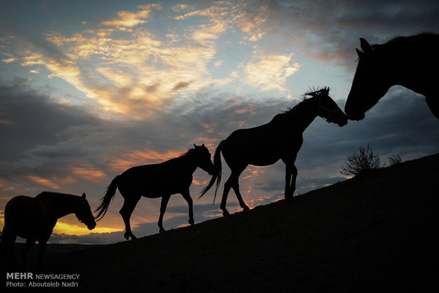 الخيل التركماني الاصيل