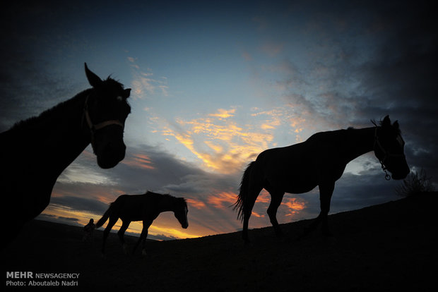 الخيل التركماني الاصيل