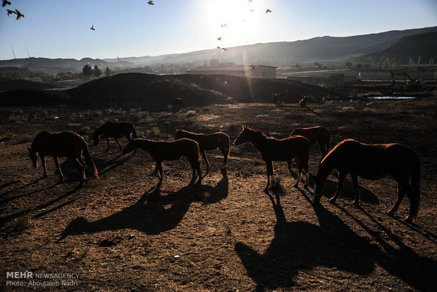 الخيل التركماني الاصيل