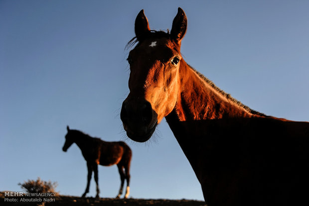 الخيل التركماني الاصيل