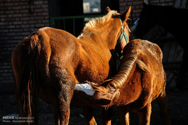 الخيل التركماني الاصيل