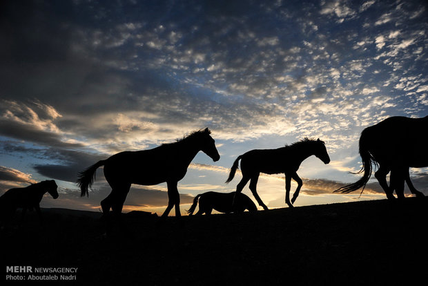 الخيل التركماني الاصيل