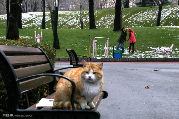 A view of daily life in Iran – 34