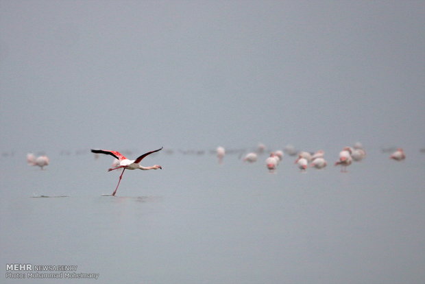 Migratory birds arrive in Iran
