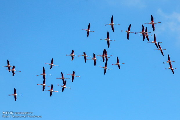 Migratory birds arrive in Iran
