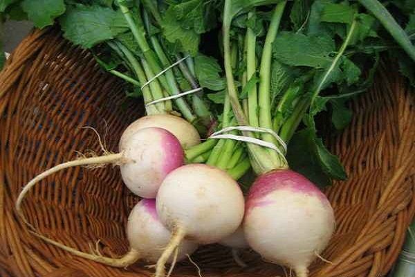 آیا شلغم برای سرماخوردگی مفید است – خبرگزاری مهر | اخبار ایران و جهان