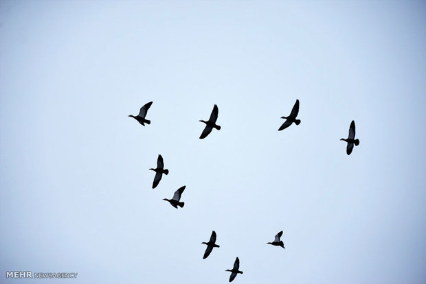 Feeding cranes in Meyghan