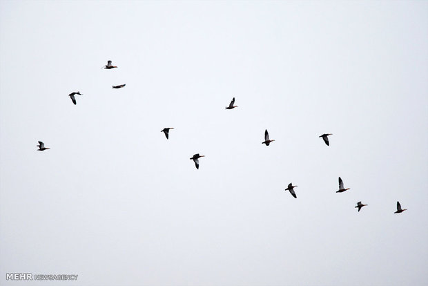 Feeding cranes in Meyghan