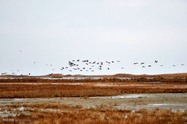 Feeding cranes in Meyghan