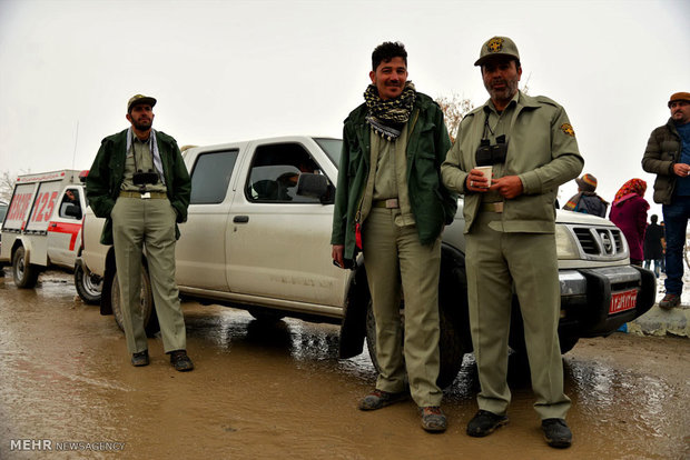 Feeding cranes in Meyghan