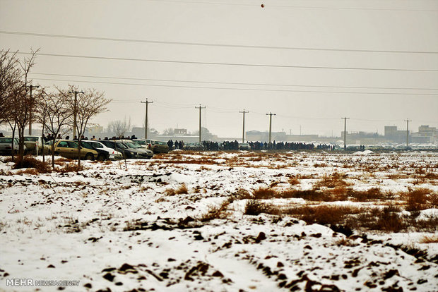 Feeding cranes in Meyghan