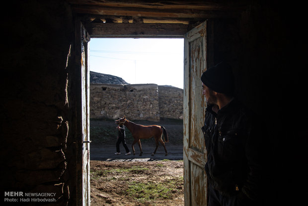 اسب اصیل ترکمن در منطقه رازوجرگلان استان خراسان شمالی