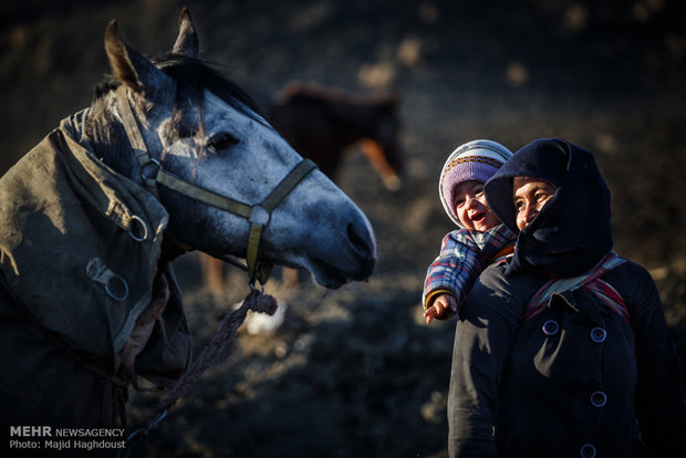 اسب اصیل ترکمن در منطقه رازوجرگلان استان خراسان شمالی