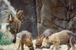 حمله گرگ‌ها به مهردشت نجف آباد / ۶ نفر مصدوم شدند