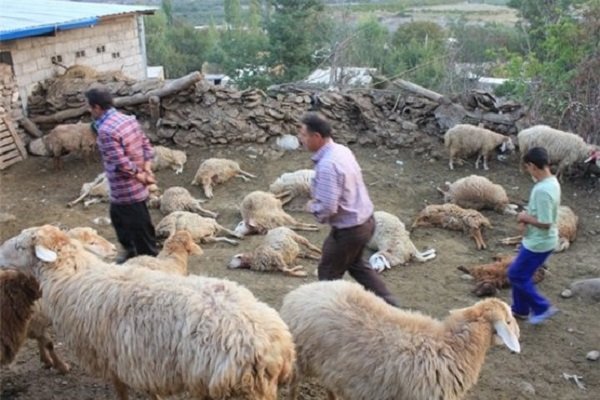 خسارت ۸۰۰ میلیونی حمله حیوانات وحشی به گوسفندان در آران و بیدگل