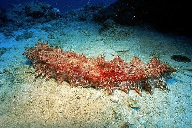 Extracting anti-cancer drugs from sea cucumbers