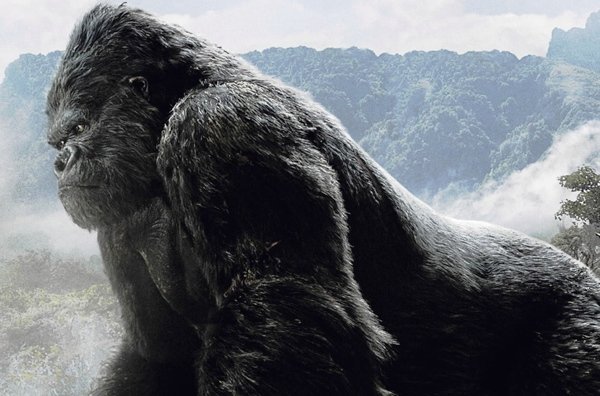راز نابودی «کینگ کنگ» کشف شد راز نابودی «کینگ کنگ» کشف شد