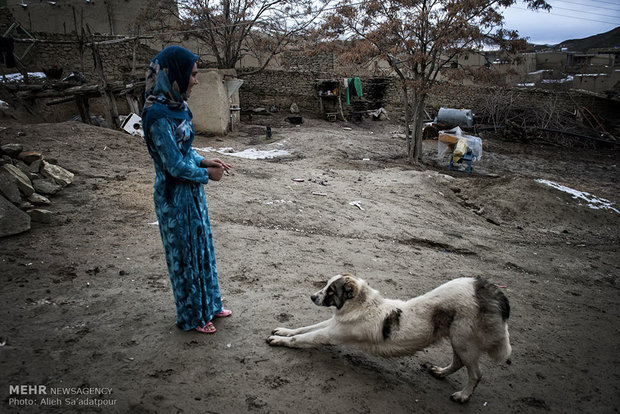  سگ نگهبان در روستای دویدوخ شهرستان رازوجرگلان استان خراسان شمالی