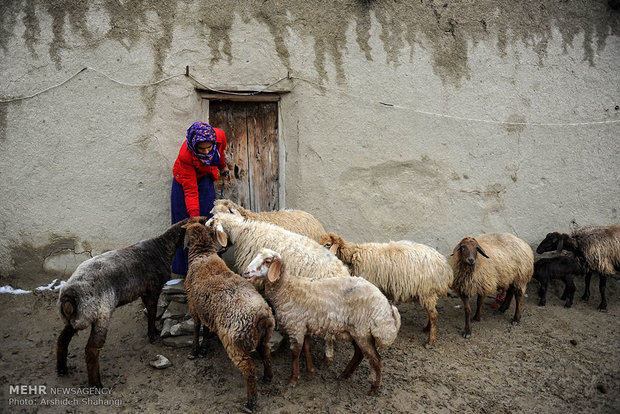 پرورش دام در روستای دویدوخ شهرستان رازوجرگلان استان خراسان شمالی