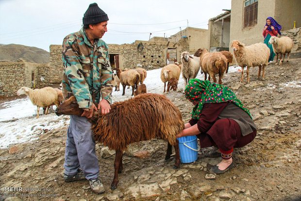 دوشیدن سنتی شیر دام در روستای دویدوخ شهرستان رازوجرگلان استان خراسان شمالی