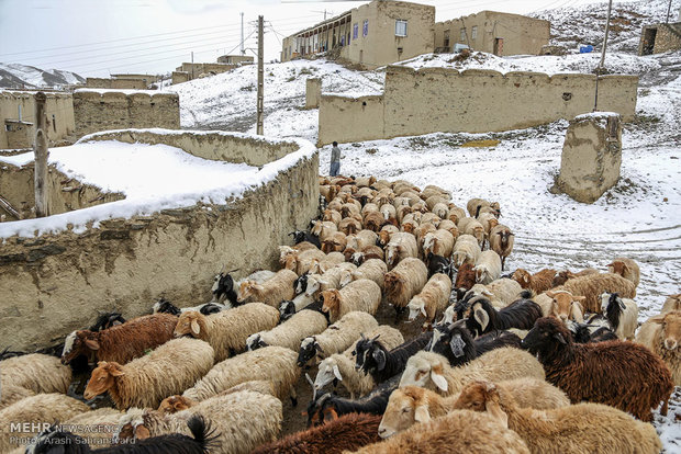 چرا و پرورش دام در روستای دویدوخ شهرستان رازوجرگلان استان خراسان شمالی