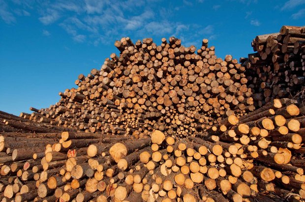 Global wood production shows a record high elevation, FAO says