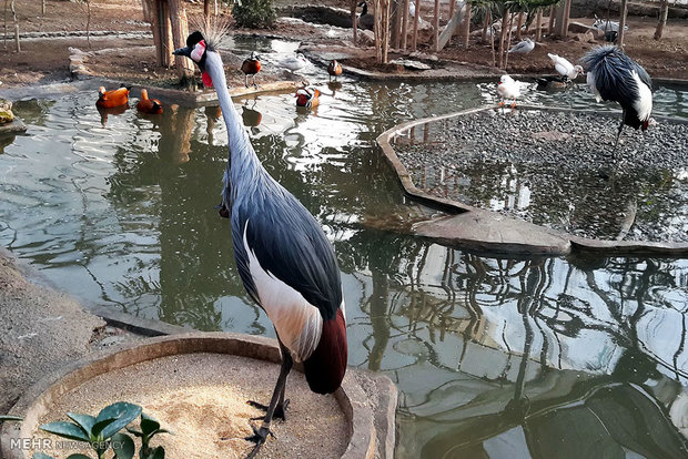 باغ پرندگان یکی از پروژه های شاخص عمران شهری بندرعباس است