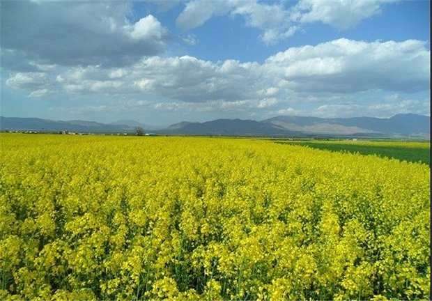 کشت ۷۰ درصد دانه‌های روغنی كلزا خراسان شمالی درمانه وسملقان