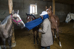 پرورش اسب اصیل ترکمن در یوقان برج
