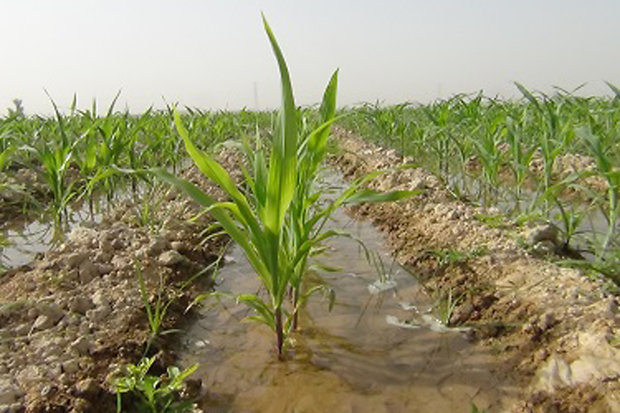 تغییر الگوی کشت راه نجات کشاورزی استان مرکزی از بحران آب 