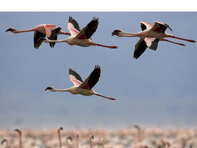 دسته کاکاییها و مرغابیها رسیدند/ کوچ بیبازگشت درنای امید