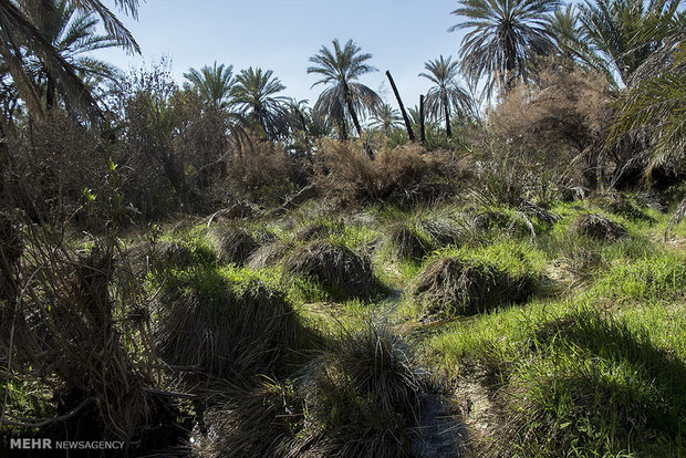  نخلستان توکلی