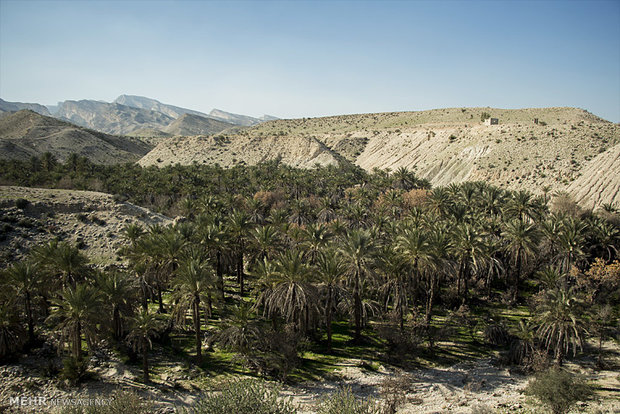  نخلستان توکلی