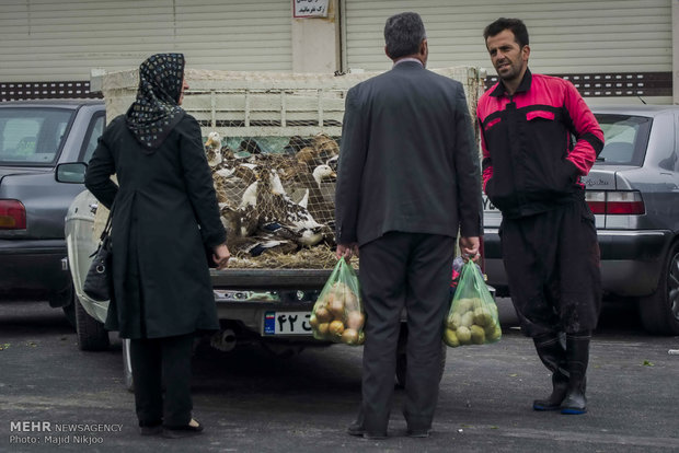 تربية البط في شمال ايران