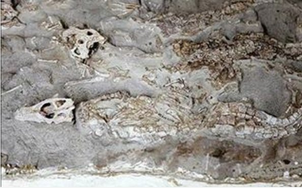 Iran victorious on disputes with US over 3k unique fossils 