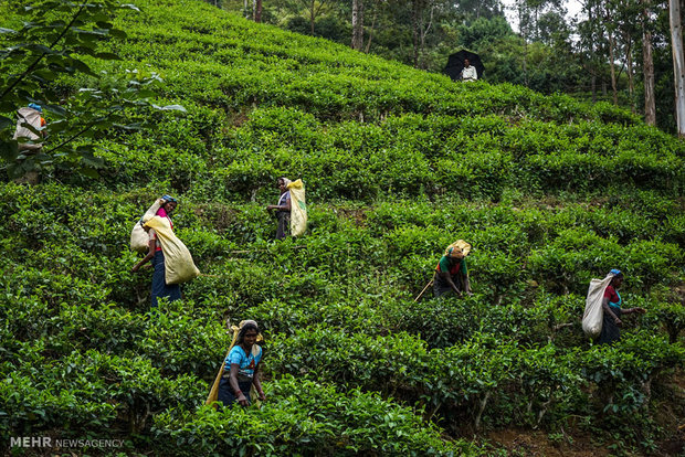 مزارع چای سیلان در سریلانکا‎